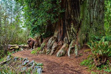 Steep hiking path veers around huge cluster of Redwood trees