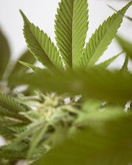 Fresh cannabis plant leaves. Marijuana leaves for background. 