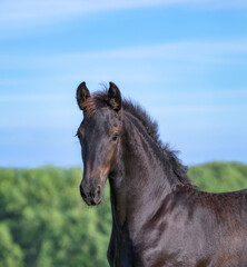 A cute 3 month old foal, male barock black, warmblood horse baroque type, standing in a meadow and its ears are pricked forward, a head portrait, Germany 