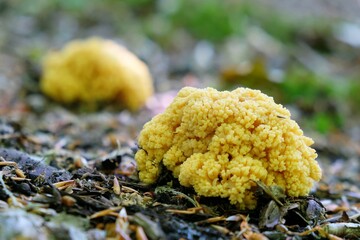 Amazing yellow mushroom like coral - Ramaria