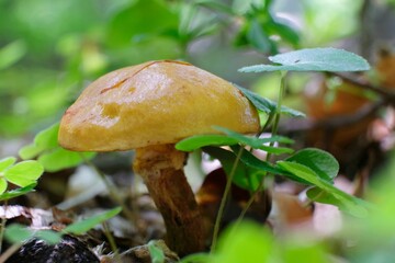 Single Suillus grevillei (Greville's bolete, larch bolete) - yellow edible mushroom