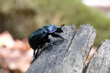 Close up of Anoplotrupes stercorosus, the dor beetle in the forest