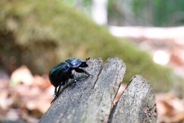 Close up of Anoplotrupes stercorosus, the dor beetle in the forest