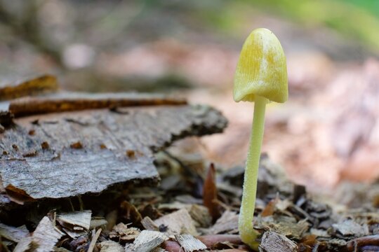 Bolbitius titubans little but astonishing beautiful mushroom