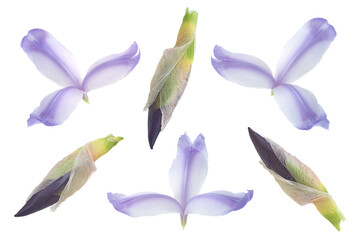 Blue iris flower on white