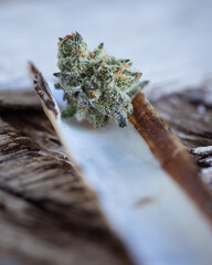 Cannabis buds dried and cured. Marijuana buds and flowers.