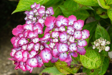 鮮やかに花を広げるあじさいミカコレッド