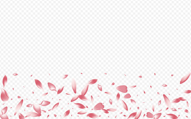 Red Bloom Vector Transparent Background. Lotus