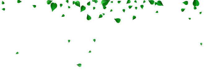 Mint Leaves Fresh Vector Panoramic White