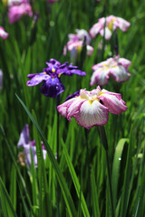 Fototapeta premium 花菖蒲