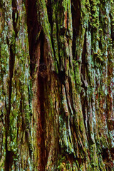 Texture asset of Redwood bark detail in forest