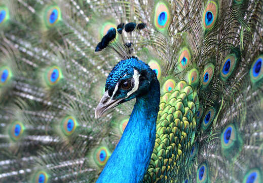 クジャク Images Browse 1 777 Stock Photos Vectors And Video Adobe Stock