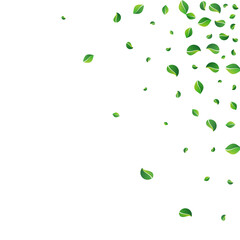 Olive Leaves Tea Vector White Background. Forest