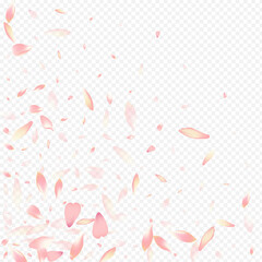 Pink Petal Vector Transparent Background. Sakura