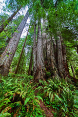 Obraz premium Redwood forest cluster surrounded by ferns