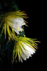 ドラゴンフルーツの花