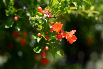 石榴の花