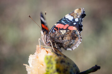 Obraz premium Admiral Butterfly