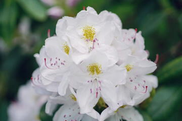 Prächtiger, weiß blühender Rhododendron im frühen Sommer oder Frühling