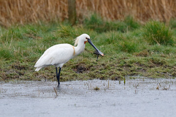 Eurasian spoonbill catching a frog