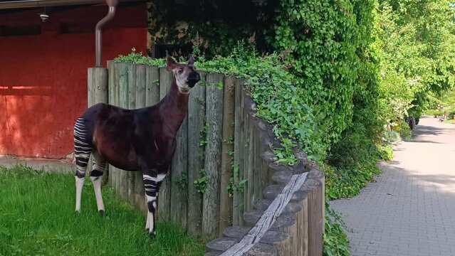 Okapi Forest Zebra Giraffe Eats Leaves