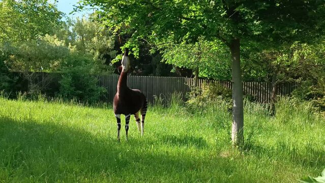 Okapi Forest Zebra Giraffe Eats Leaves from Tree in Zoo Stand on Grass