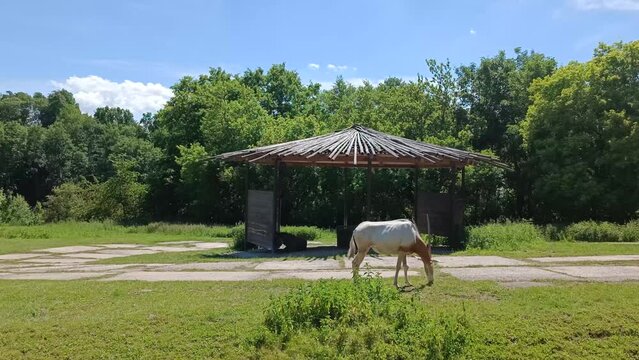 Scimitar Horned Oryx Extinct Exotic Animal Stands on Grass
