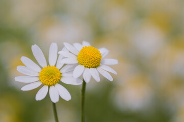 daisy flower closeup