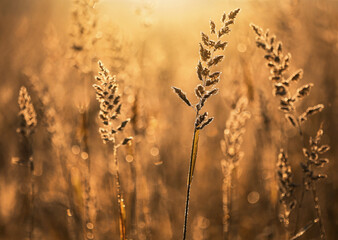 Fototapeta premium Wschód słońca na łące - Trawy