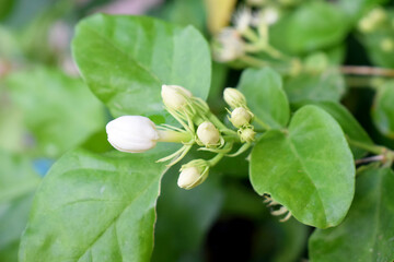 White flowers of Sweet jasmines in the garden in early summer, close-up