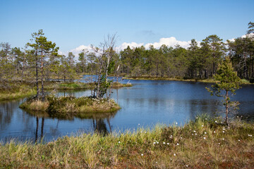 Fototapeta na wymiar beautiful swamp lakes, swamp moss and grass, small swamp pines