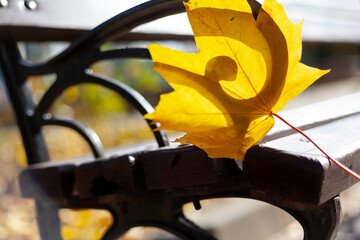 Lone wedge leaf on wooden bench close-up