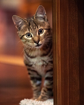Junger Kater
