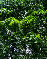 Young maple leaves, tree crowns