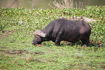 Kaffernbüffel und Blaustirn-Blatthühnchen / African buffalo and African Jacana / Syncerus caffer et Actophilornis africanus