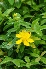 黄色が鮮やかなオトギリソウ