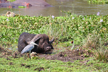 Kaffernbüffel und Afrikanischer Graureiher / African buffalo and Grey heron / Syncerus caffer et...