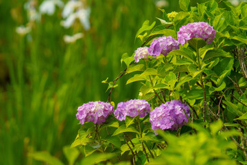 雨上がりに鮮やかな紫陽花の花