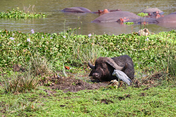 Kaffernbüffel und Blaustirn-Blatthühnchen / African buffalo and African Jacana / Syncerus caffer...