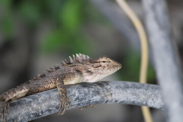 Naklejka premium lizard on a tree