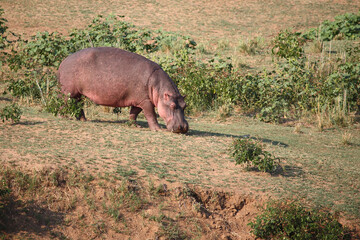 Flußpferd / Hippopotamus / Hippopotamus amphibius