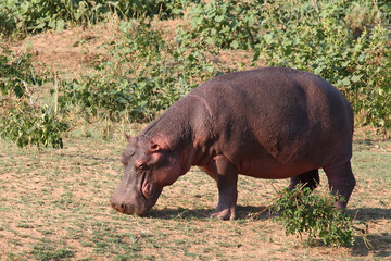 Flußpferd / Hippopotamus / Hippopotamus amphibius