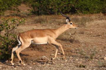 Schwarzfersenantilope / Impala / Aepyceros melampus..