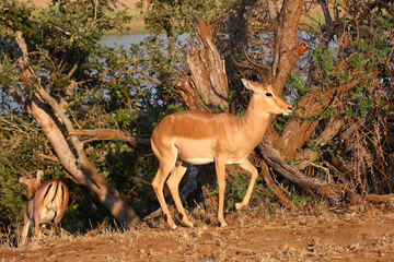 Schwarzfersenantilope / Impala / Aepyceros melampus