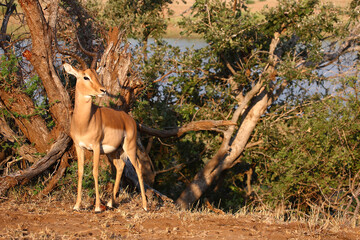Schwarzfersenantilope / Impala / Aepyceros melampus