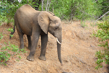 Fototapeta premium Afrikanischer Elefant / African elephant / Loxodonta africana