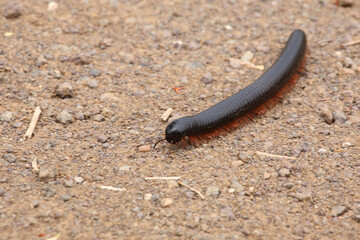 Afrikanischer Riesentausendfüsser / Giant African millipede / Archispirostreptus gigas.