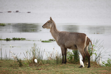 Wasserbock und Kuhreiher / Waterbuck and Cattle egret / Kobus ellipsiprymnus et Bubulcus ibis
