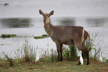 Wasserbock und Kuhreiher / Waterbuck and Cattle egret / Kobus ellipsiprymnus et Bubulcus ibis