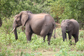 Fototapeta premium Afrikanischer Elefant / African elephant / Loxodonta africana.